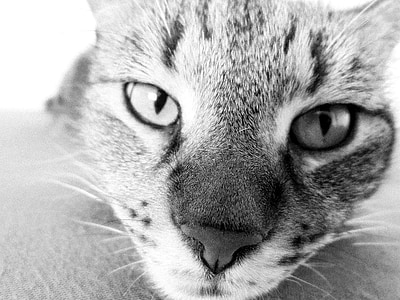 grayscale photo of cat's face thumbnail