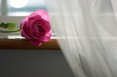 pink rose thumbnail