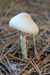 Mushroom, Fungus thumbnail