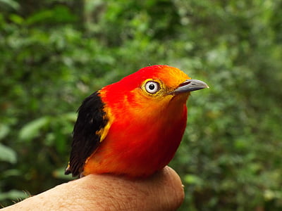 selective focus photography of small red and black bird thumbnail