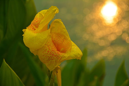 shallow focus photo of yellow flowers thumbnail