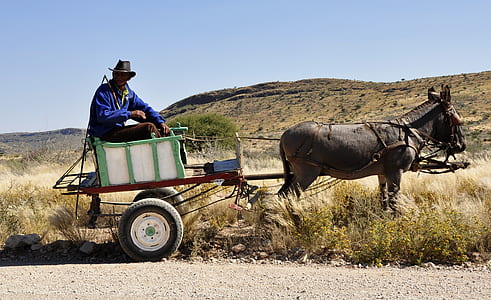 Man Riding on Carriage Pulled by Donkey Under Blue Sky during Daytime thumbnail