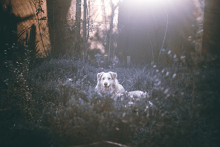 white golden retriever thumbnail