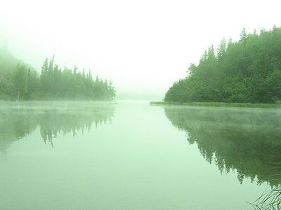 forest near body of water under fog thumbnail