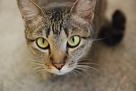 close up photography of brown tabby cat thumbnail