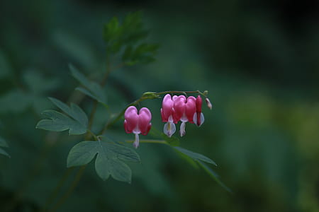 selective focus photo of pink petaled flower thumbnail