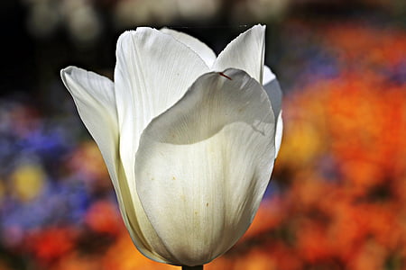 white petal flower thumbnail