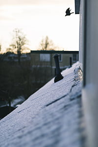 silhouette of flying bird during daytime thumbnail
