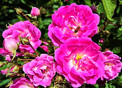 macro photography of pink roses at daytime thumbnail