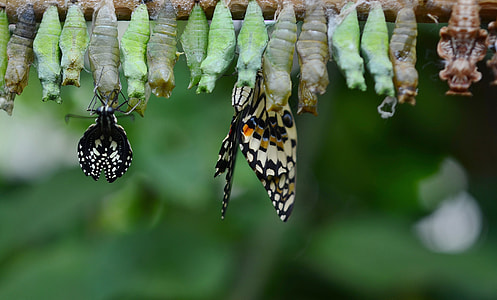 butterflies during daytime in closeup photography thumbnail