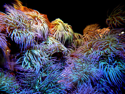 selective focus photography of sea weeds thumbnail