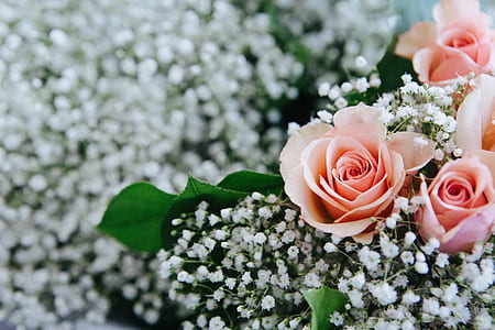 shallow focus photography of pink roses surrounded by white flowers thumbnail