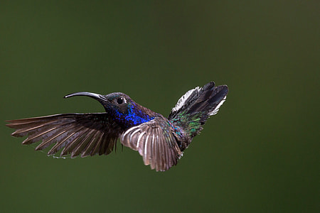 Hummingbird in Flight thumbnail