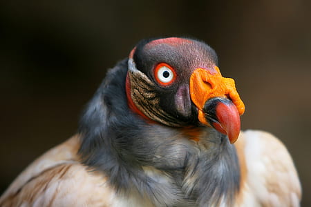 macro photography of gray and brown bird thumbnail