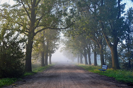 pathway between green tall trees thumbnail