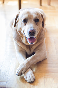 tilt shift lens photography of adult yellow Labrador retriever laying down on brown wooden flooring thumbnail