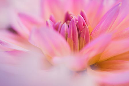 Macro Photography of Pink Flower thumbnail