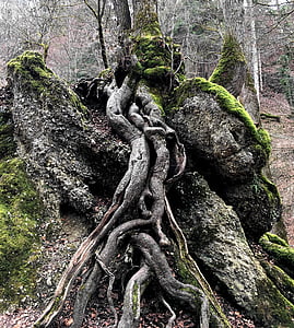 close view of tree roots thumbnail
