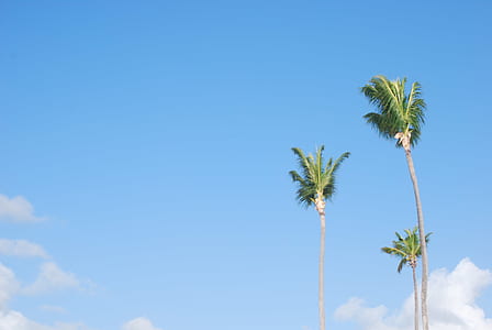 three coconut trees under blue sky and white clouds at daytime thumbnail