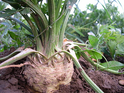 brown and green vegetable thumbnail