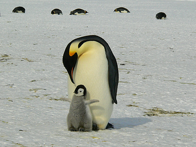 emperor penguin with chick thumbnail