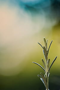 green leafed plants thumbnail