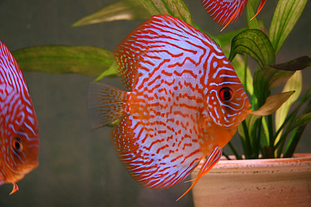 red discus fish thumbnail