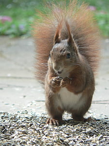 selective focus photo of brown squirrel thumbnail