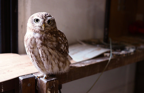 owl on brown wooden frame thumbnail