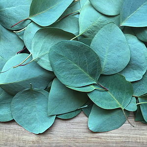 green leaf lot on brown wooden surface \ thumbnail