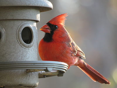 red cardinal standing on birdhouse close-up photography thumbnail