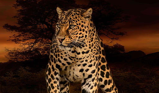leopard photo thumbnail