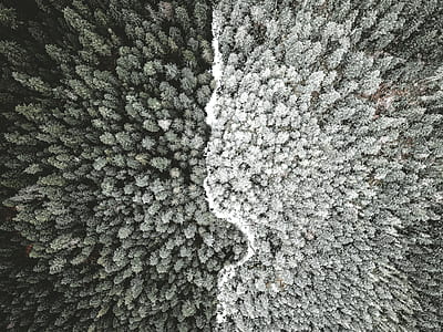 top view of trees in grayscale thumbnail