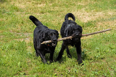 two adult black Labrador retriever and long-coated black dog fetching stick thumbnail