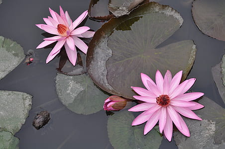 two pink water lilies thumbnail