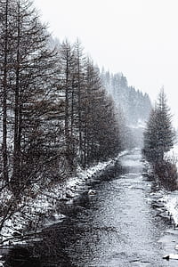 pine trees beside the river thumbnail