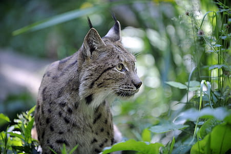 wildlife photography of lynx thumbnail