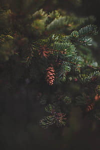 nature, branches, blur, leaves thumbnail