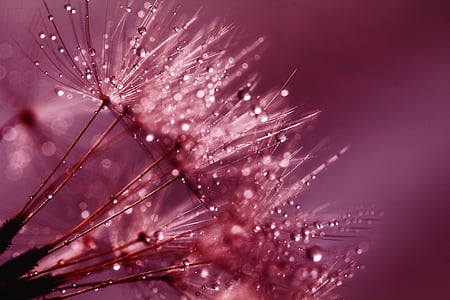 close up photo of dandelion with water drops thumbnail