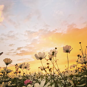 low angle photo of cosmos flowers thumbnail