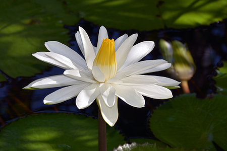 white and yellow water lily in bloom at daytime thumbnail