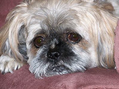 small long-coated tan and white dog lying on red cushion thumbnail