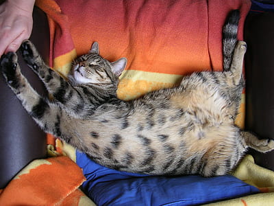 brown tabby cat lying on textile thumbnail