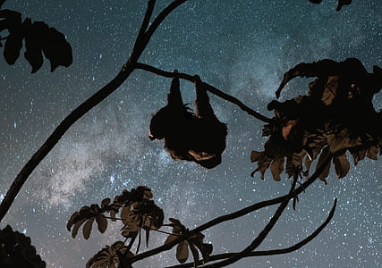 animal hanged on tree branch during night time thumbnail
