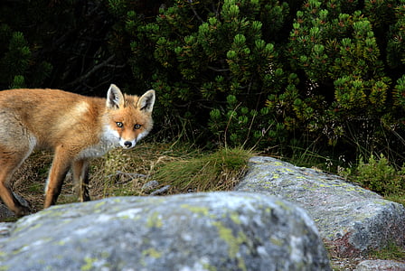 tan fox near rock thumbnail