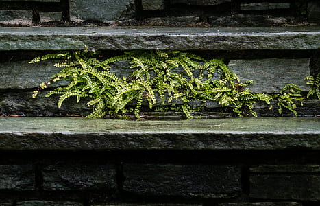 green leafed plants on gray concrete stainrs thumbnail