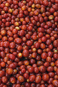 tomato fruits thumbnail
