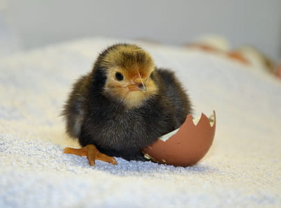 black and yellow chick on white soil thumbnail