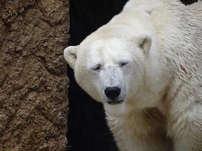 white polar bear near brown stone close-up photographt thumbnail