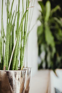 green plant on silver pot thumbnail